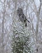 Great Grey Photograph by James Overesch