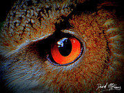 Great Horned Owl Eye Digital Art by David McKinney