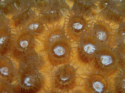 Great Star Coral Polyps Photograph by Brian Weber
