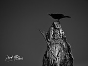 Great-tailed Grackle Photograph by David McKinney