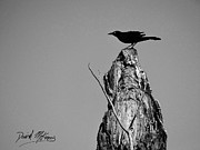 Great-tailed Grackle Variant Photograph by David McKinney