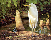 Great White Egret - Cypress Swamp Photograph by Robert Niemeier