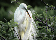 Great White Egret In Early Morning Light Photograph by Rebecca Herranen