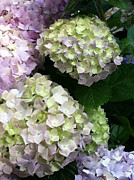 Green and Lavender Hydrangea Photograph by Juliette Becker