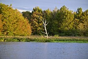 Green Cay wetlands old tree Photograph by David McKinney
