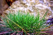 Green Grass Photograph by Jeff Sinon