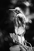 Green Heron 61B Photograph by Sally Fuller