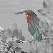 Green Heron 75A Photograph by Sally Fuller
