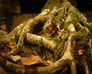Green Magic Photograph by Dodie Ross