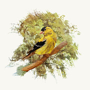 Green Shades Goldfinch Painting by Angeles M Pomata