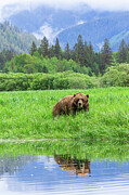 Grizzlies of the Khutzeymateen #4 Photograph by Linda Ryma