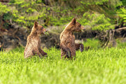Grizzlies of the Khutzeymateen #8 Photograph by Linda Ryma