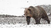 Grizzly Bear in snow Photograph by Rehna George