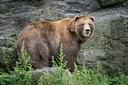 Grizzly Photograph by Dave King