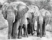 Group of elephants - pencil sketch effect Digital Art by Nicko Prints