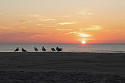 Group of Seagulls Enjoying the Sunrise Photograph by Matthew DeGrushe