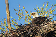 Grumpy Bald Eagle Nesting at Lower Klamath Wildlife Refuge Photograph by Mike Lee