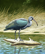 Hadada Ibis Painting by Chuck Ripper