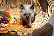 Halloween Kitten Photograph by Diane Moller