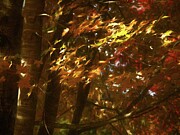 Sun-kissed Leaves of Autumn Photograph by Dodie Ross