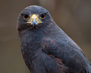 Harris Hawk Photograph by Flees Photos