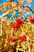 Harvest Glow Clusters of Ripe Red Berries in Autumn Sunlight Photograph by Travel Essayist