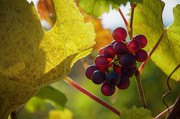 Harvest Time On The Vineyard Photograph by Owen Weber