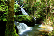 Hawaii Waterfalls Photograph by Barbara Siegel