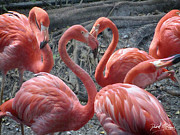 Heart Shape Flamingos Photograph by David McKinney