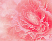 Heavenly Pink Photograph by Dodie Ross