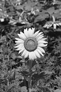 Helianthus monochrome Photograph by Richard Reeve