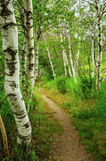 Hemlock Road, Sieur de Monts, Acadia National Park. Photograph by Jeff Sinon