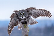 Here's Looking At You Photograph by Linda Ryma