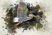 Heron Catching a Fish Watercolor Photograph by Kelley King