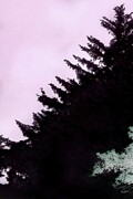 Heron Perched in a Tree Digital Art by Bruce Block