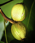Hickory Nuts Photograph by Steven Nelson