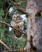 Hide n Seek Photograph by James Overesch