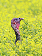 Hiding From Tom Photograph by Gina Fitzhugh