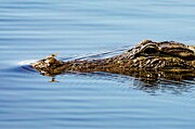 HITCHHIKER Gator 36A Photograph by Sally Fuller