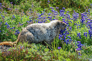 Hoary Marmot in Subalpine Lupine #2 Photograph by Nancy Gleason