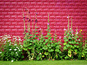 Hollyhocks Against a Red Walll Photograph by Mary Lee Dereske