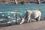 Holy Cow, Haridwar Photograph by Sanjay Marathe