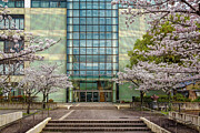 Horikawa High School and Cherry Blossoms Photograph by Steven Dos Remedios