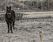 Horse Photograph by John Linnemeyer