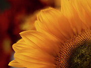 Hotter Than The Summer Sun Photograph by Dodie Ross