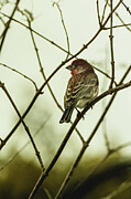 House Finch 3 Photograph by Dodie Ross