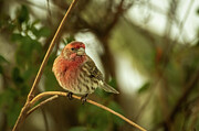 House Finch 2 Photograph by Dodie Ross