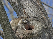 House Hunting Photograph by Gina Fitzhugh