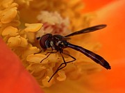 Hover Fly 2 Photograph by Catherine Wilson