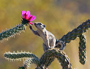 How Do I Love Thee? Photograph by Joe Schofield
